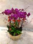 Orchid Phalaenopsis Gift Set - CODE 1130